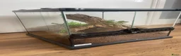 Spiders invertebrates for sale: Striped Knee Tarantula   in Melton Constable - Advert 5