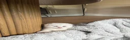 Scottish Fold cats for sale: Beautiful British Shorthair . in Northampton - Advert 10