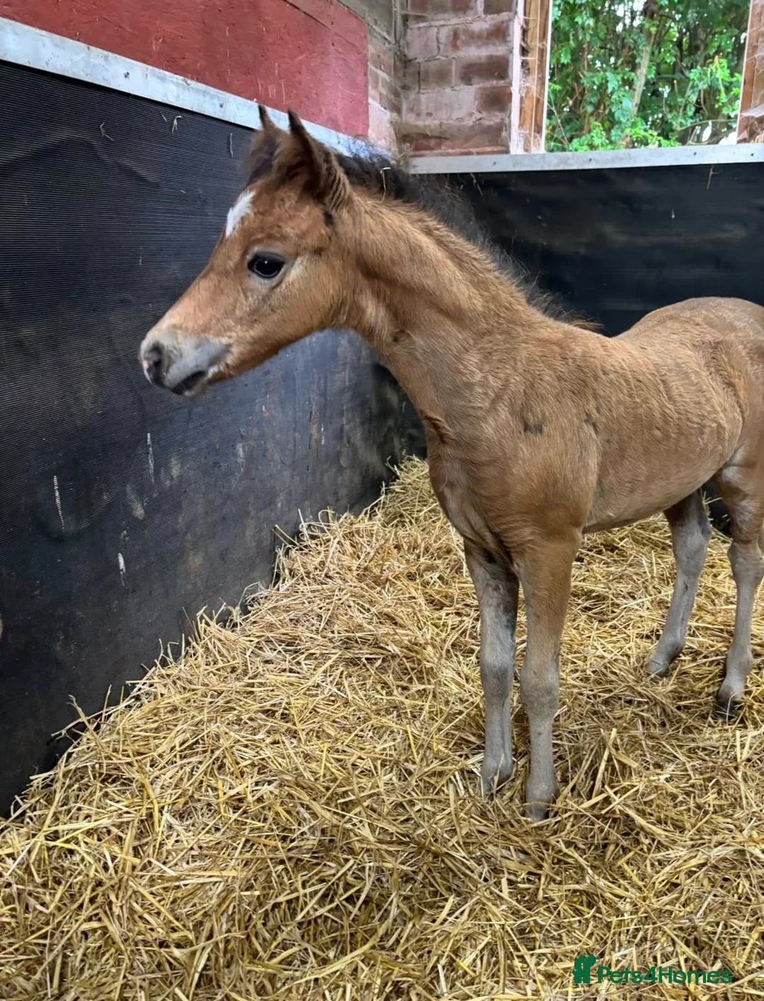 Miniature horses for sale: American Miniature Colt - Advert 2