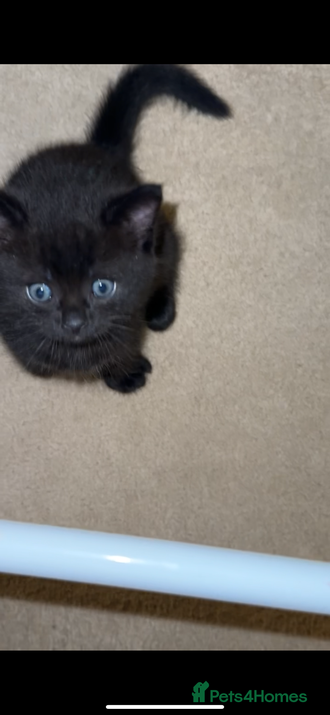 Mixed Breed cats for sale: 2 half tabby male kittens  - Advert 8