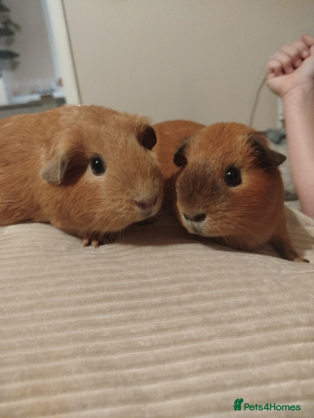 Guinea Pig rodents for sale: Pair of sows - Advert 2