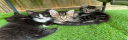 Mixed Breed cats for sale: Kittens  in Harrow - Advert 8