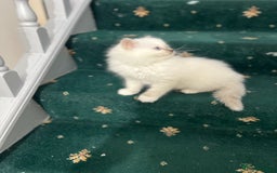 Ragdoll cats for sale: Extremely white Ragdoll boy! - Image 2
