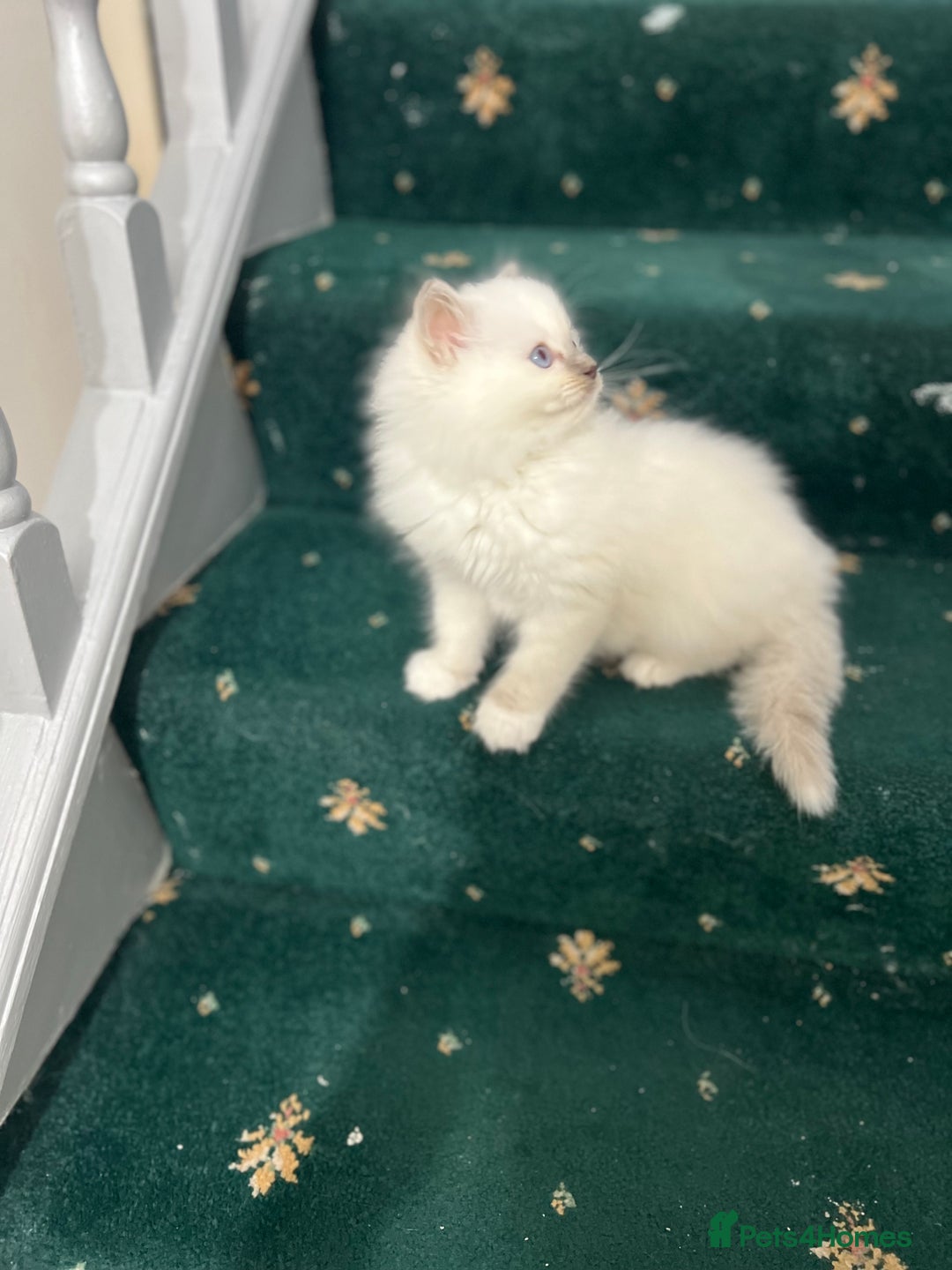 Ragdoll cats for sale: Extremely white Ragdoll boy! - Image 2
