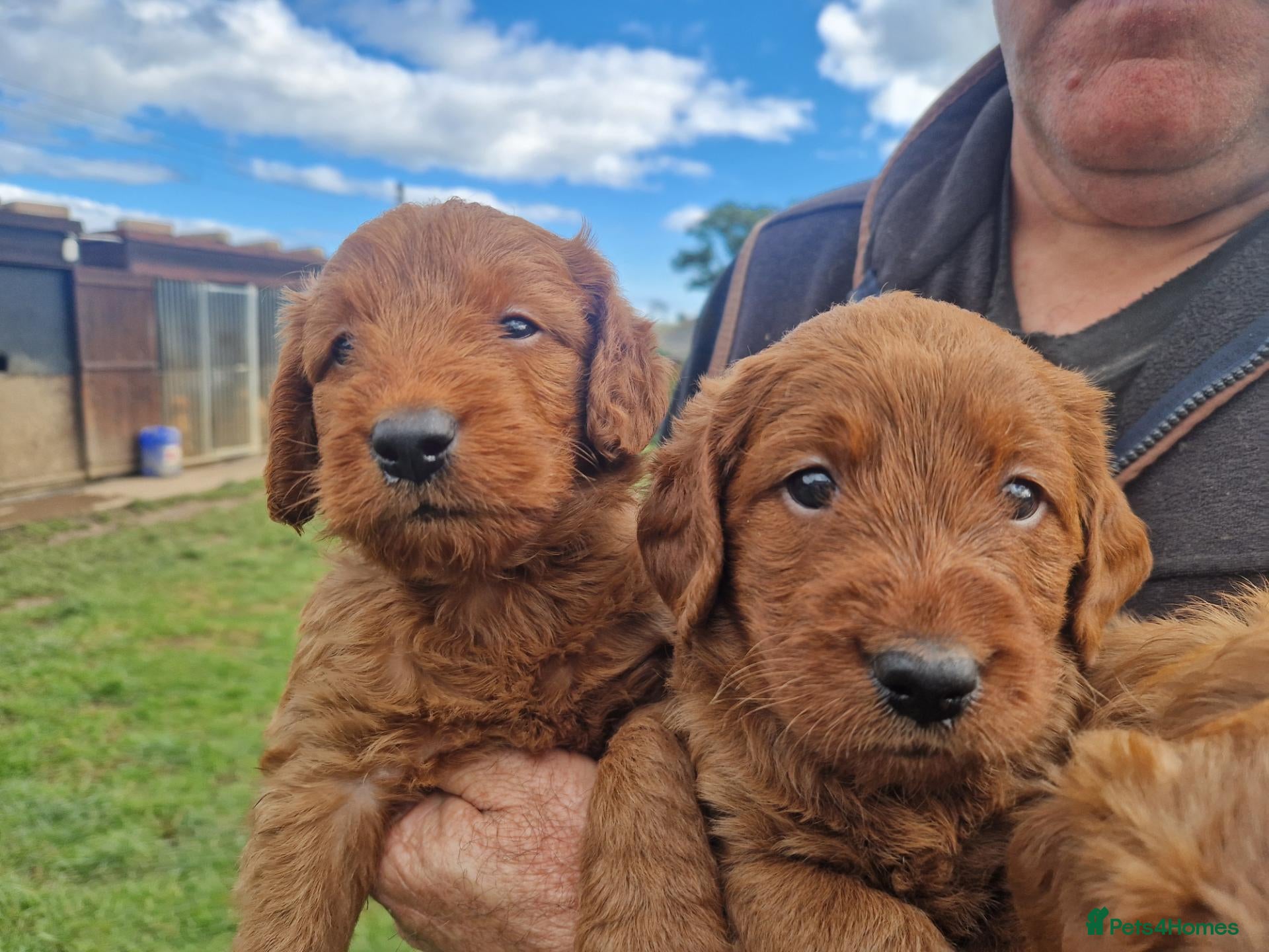 Labradoodle dogs DARK FOX RED LABRADOODLES - Advert 2