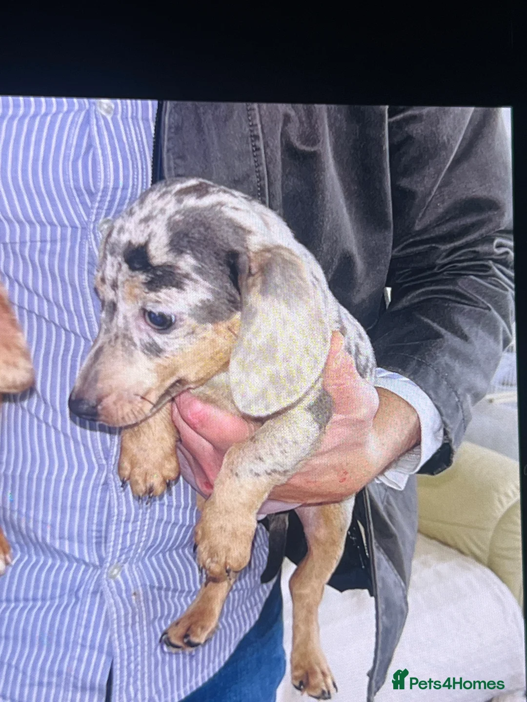 Dachshund dogs for sale: Beautiful litter of miniature dachshund  - Advert 11