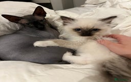 Sphynx cats for sale: Ratty - Grey Male Canadian Sphynx Cat 4 years old  - Image 4