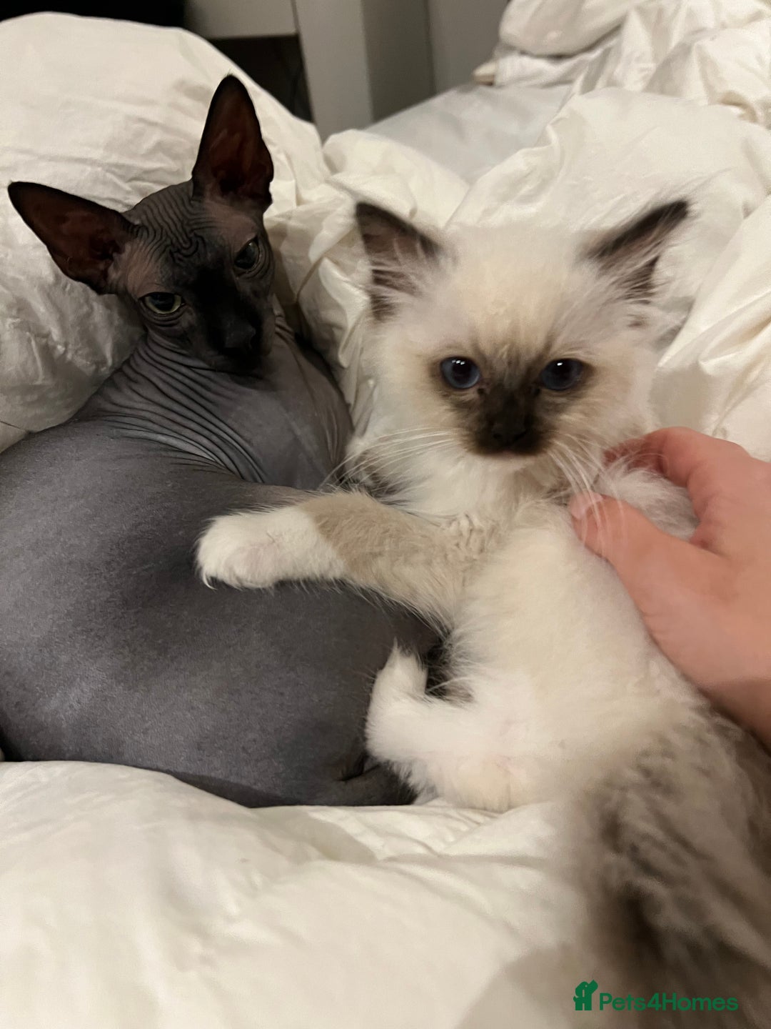 Sphynx cats for sale: Ratty - Grey Male Canadian Sphynx Cat 4 years old  - Image 4