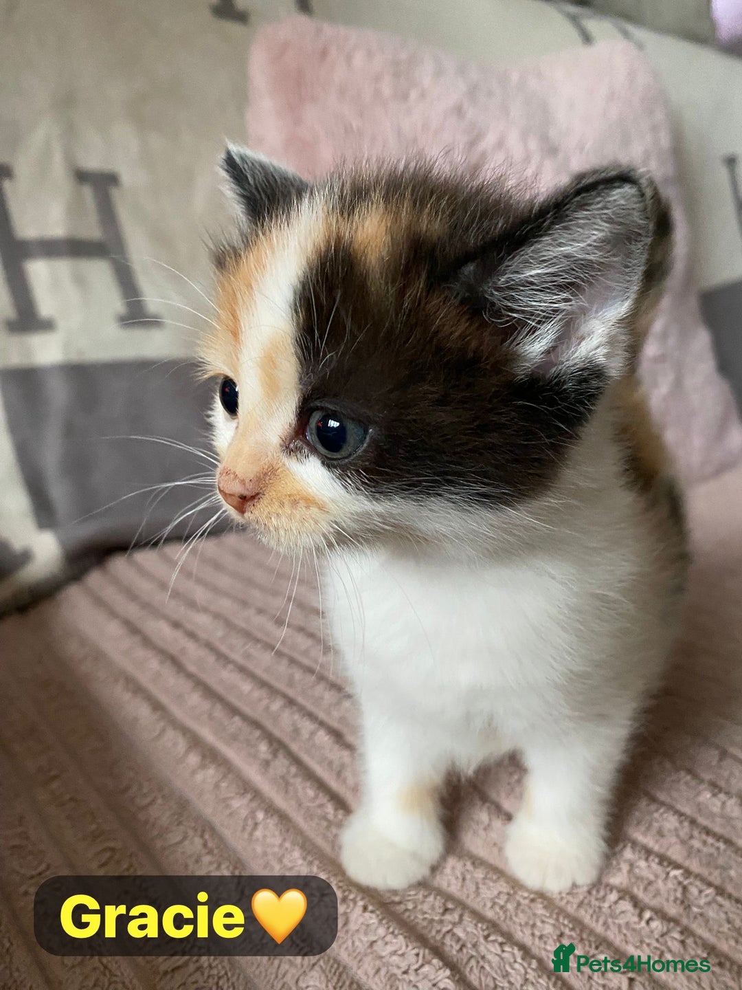 Mixed Breed cats for sale: 7 Beautiful Kittens 🩷💙 - Image 25