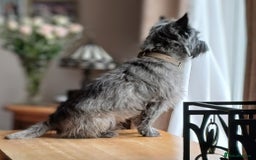 Cairn Terrier dogs for stud: Champion bloodline, KC registered Cairn for stud. in Hope Valley - Image 11