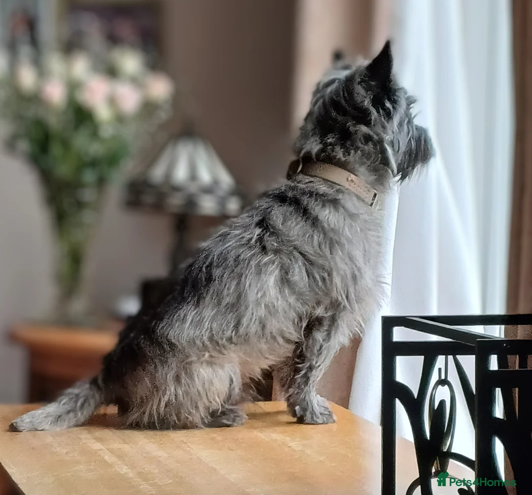 Cairn Terrier dogs for stud: Champion bloodline, KC registered Cairn. in Hope Valley - Advert 9