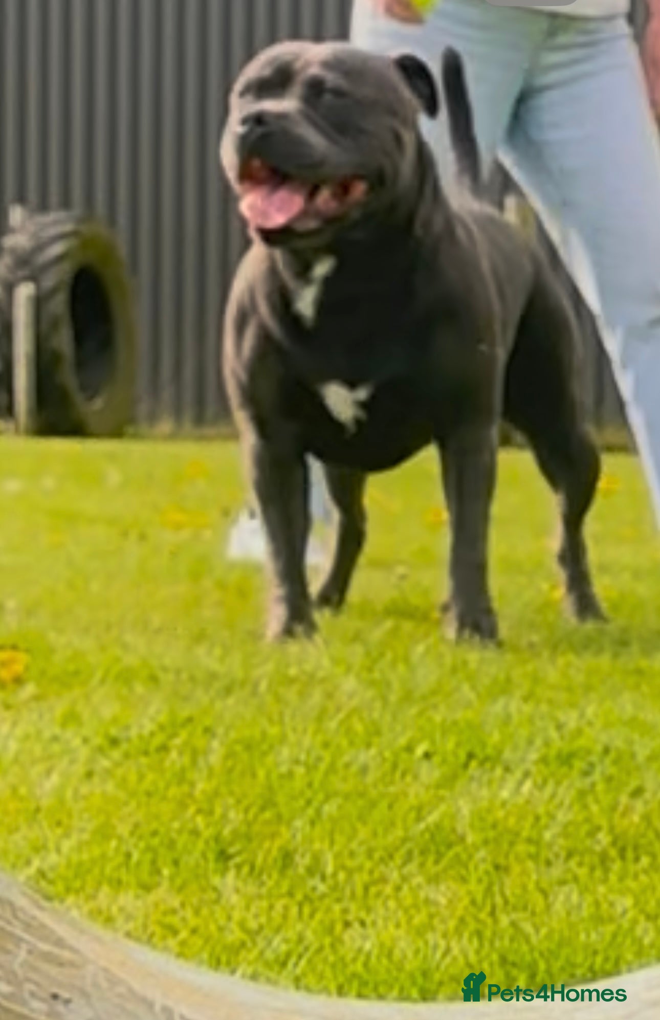 Staffordshire Bull Terrier dogs for stud: Blue Staffordshire Bull Terrier for Stud in Dundee - Advert 18