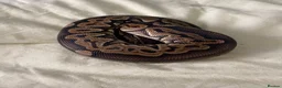 Python Snake reptiles for sale: Male Ball Python Snake in London - Advert 4