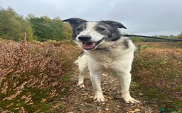 Mixed Breed dogs for adoption: Matteo - Norwich Norfolk  - Image 3