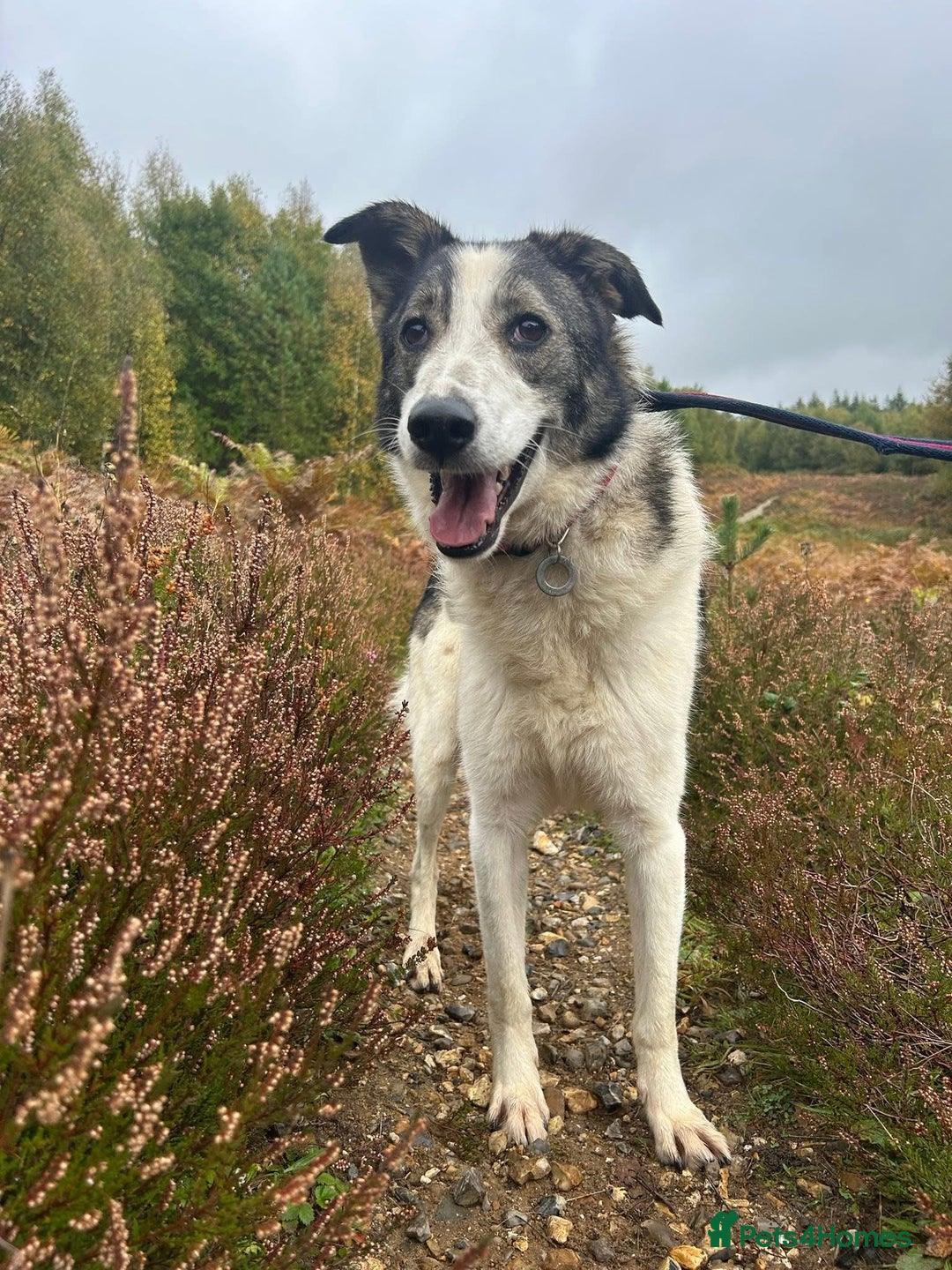Mixed Breed dogs for adoption: Matteo - Norwich Norfolk  - Image 3