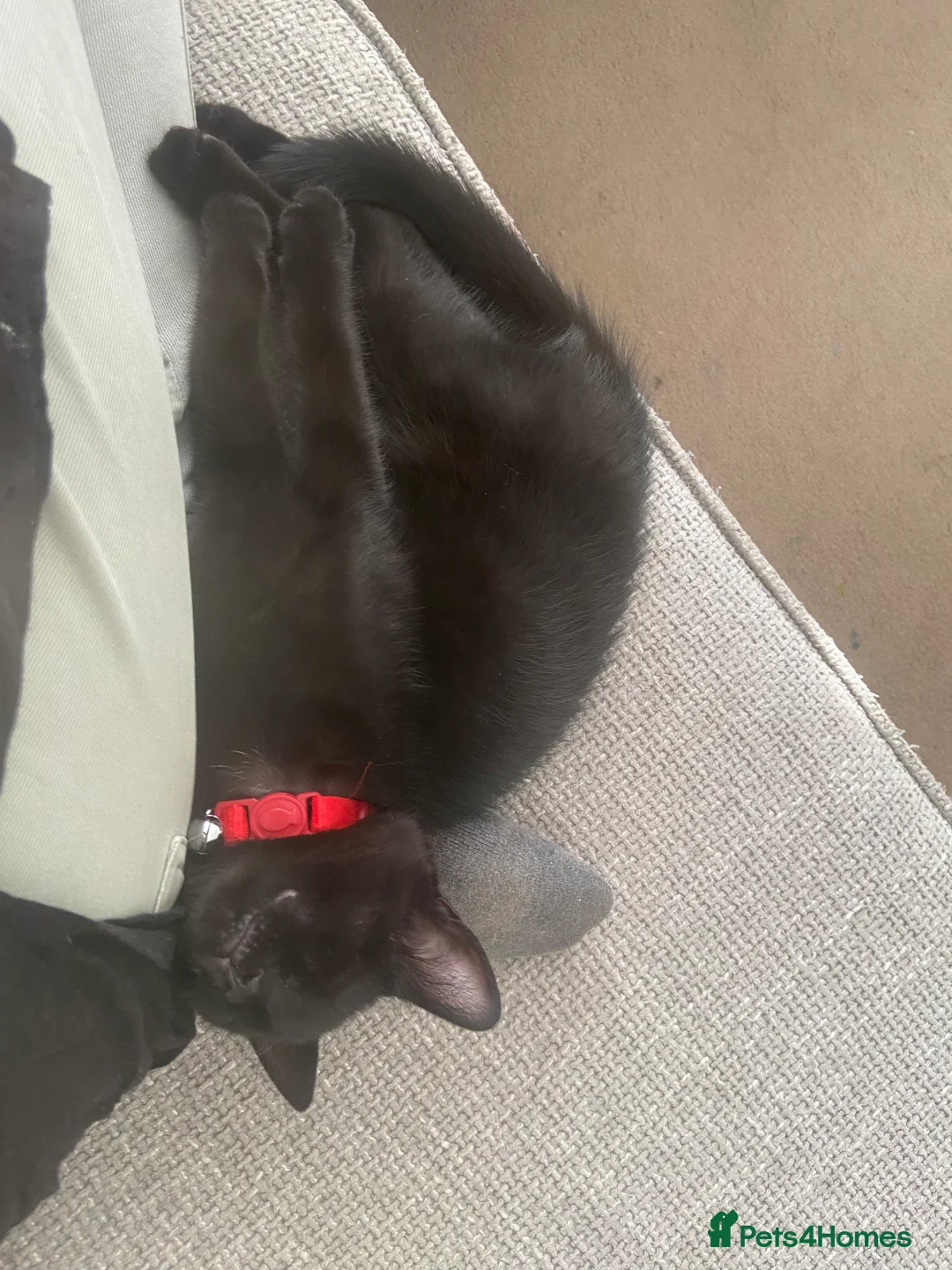 British Shorthair cats for sale: Beautiful Black kitten looking for forever home.  - Advert 2