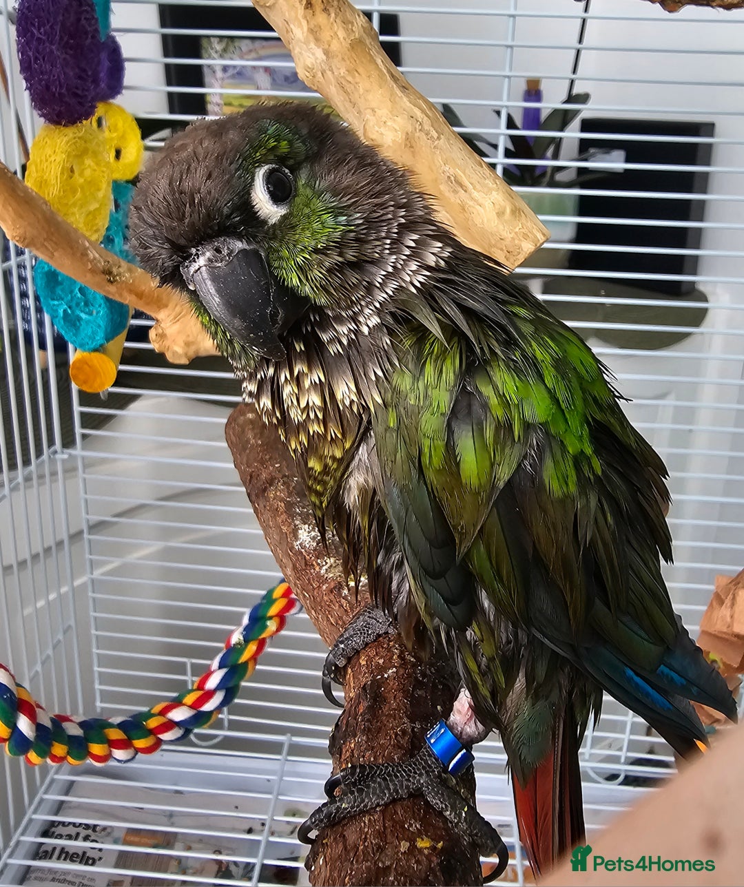 Conures birds for sale: Green cheeked conure  - Image 6