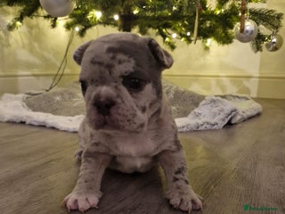 French Bulldog dogs Beautiful blue and lilac merle French bulldogs - Advert 2