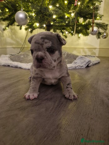 French Bulldog dogs Beautiful blue and lilac merle French bulldogs - Advert 4