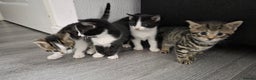 Mixed Breed cats for sale: Mixed breed kittens - Advert 2