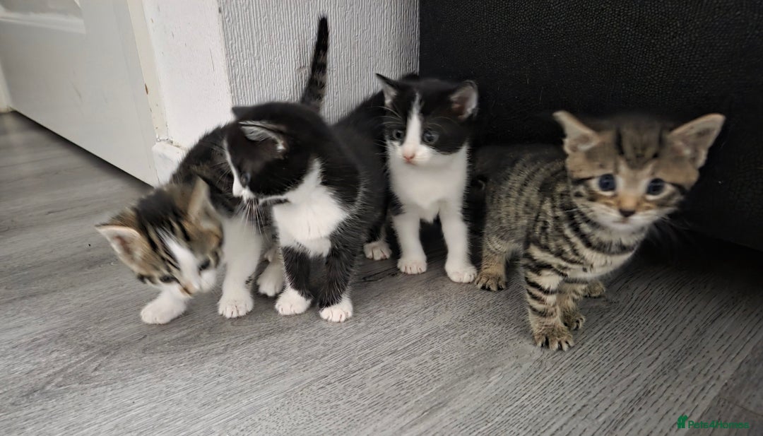 Mixed Breed cats for sale: Mixed breed kittens - Advert 2