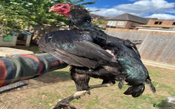 Chickens poultry for sale: Shamo aseel.  - Image 1