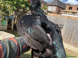 Chickens poultry - Advert 21