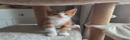 Mixed Breed cats for sale: Kittens for sale in Northwich - Advert 7