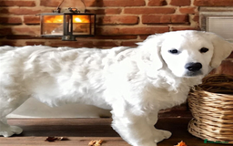 Golden Retriever dogs for sale: Golden retriever male - Image 11