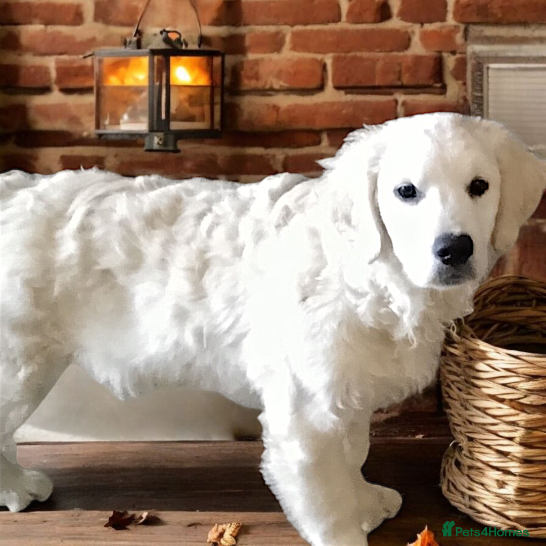 Golden Retriever dogs for sale: Golden retriever male - Image 11