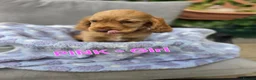 Cocker Spaniel dogs for sale: Beautiful 100% Cocker Spaniel puppies- litter of 6 - Advert 20