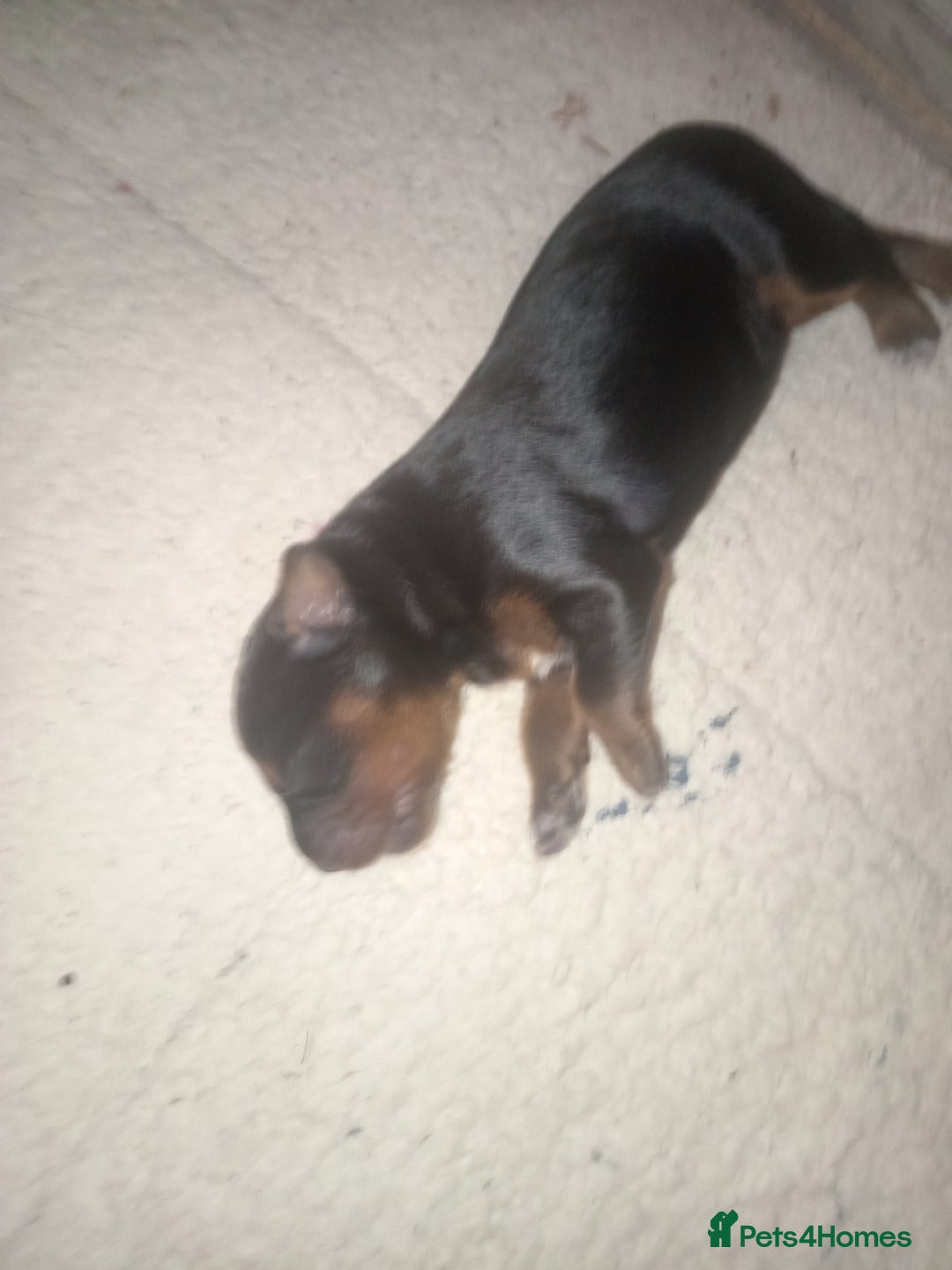 Mixed Breed dogs for sale: Colliepoo x Brittany  - Image 1