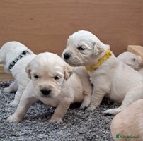 Golden Retriever dogs - Advert 11