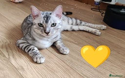 Bengal cats for sale: Only 2 boys left in Saint Helens - Image 1