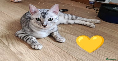 Bengal cats in Saint Helens - Advert 10