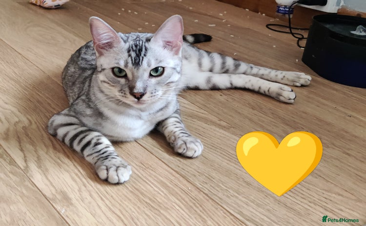 Bengal cats in Saint Helens - Advert 4