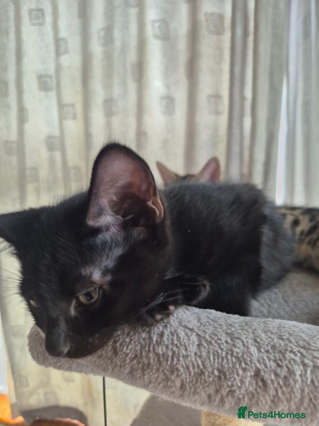 Mixed Breed cats for sale: 3 lovely playful male Kittens looking for home - Image 9