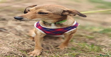 Mixed Breed dogs - Advert 2