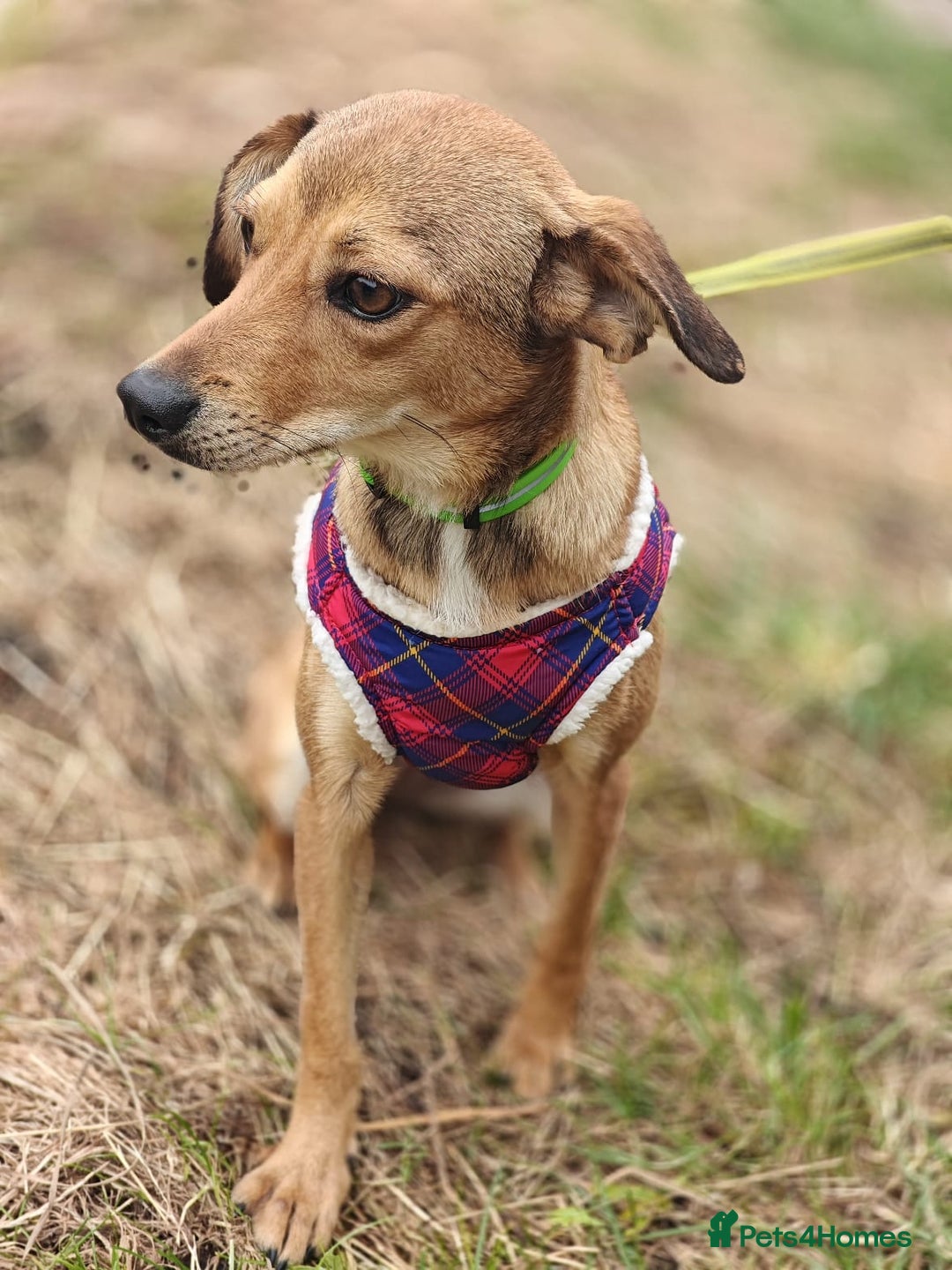 Mixed Breed dogs for adoption: 💖🐶 KRISTY 🐶💖 - Image 2