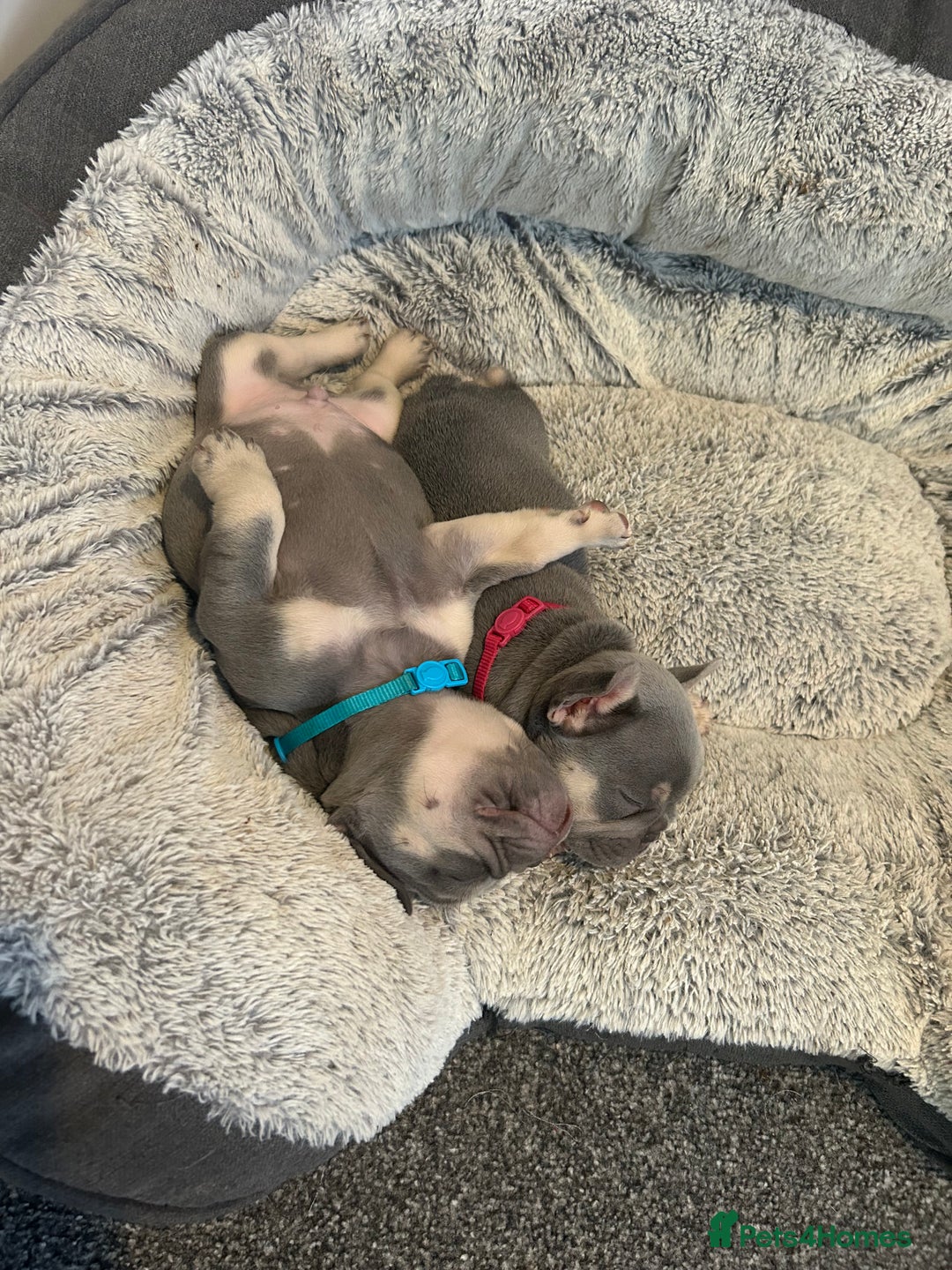 French Bulldog dogs for sale: Two stunning lilac and tan frenchies - Image 2