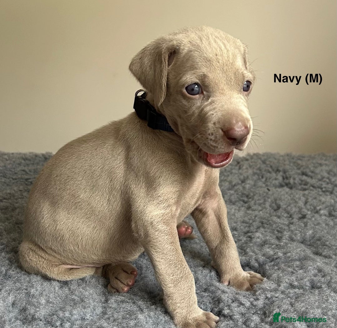Weimaraner dogs for sale: Exceptional litter of Weimaraner puppies  - Image 13