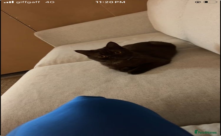 British Shorthair cats - Advert 8