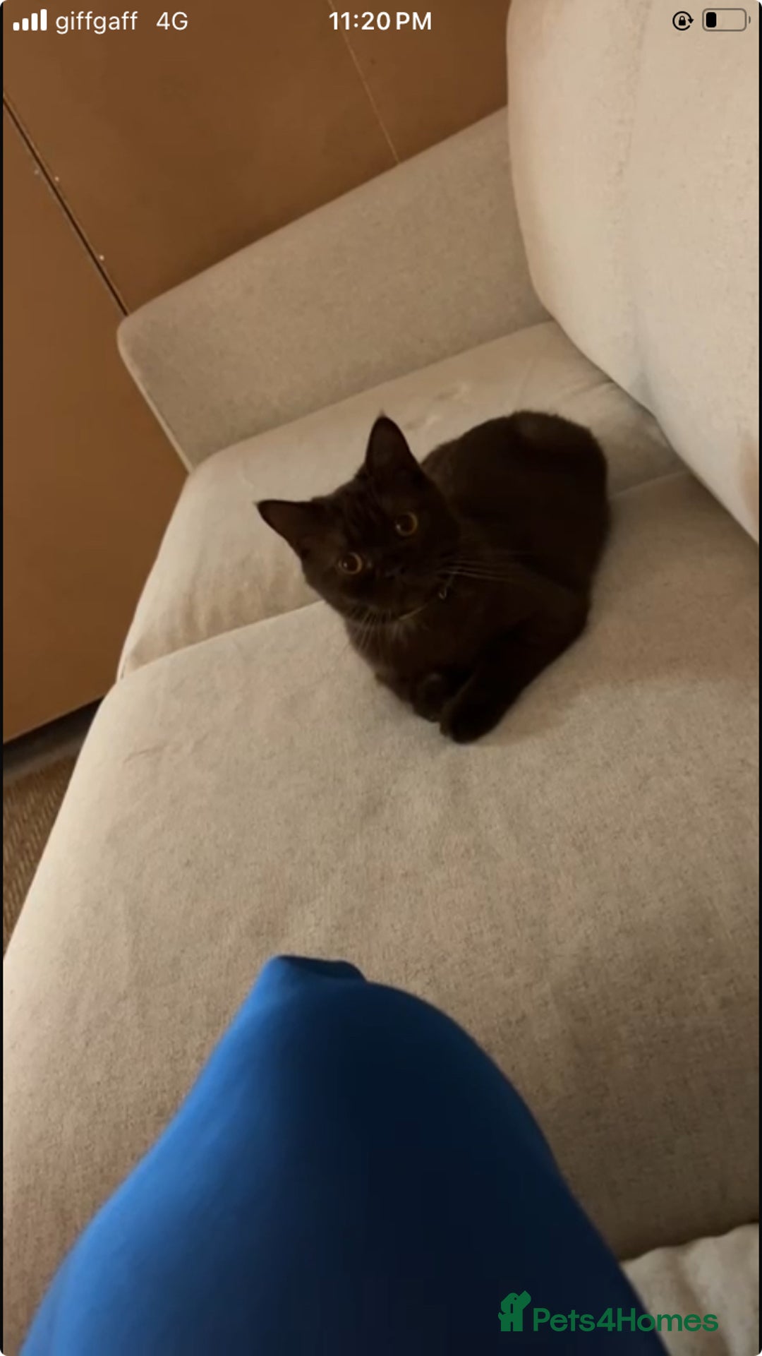 British Shorthair cats for sale: 🐾 Purebred British Shorthair Female Solid Choco - Image 1