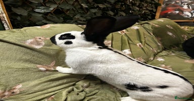 Continental Giant rabbits - Advert 4