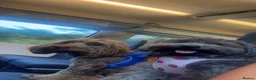 Mixed Breed dogs for sale: Rehoming 2 beautiful dogs  in London - Advert 9