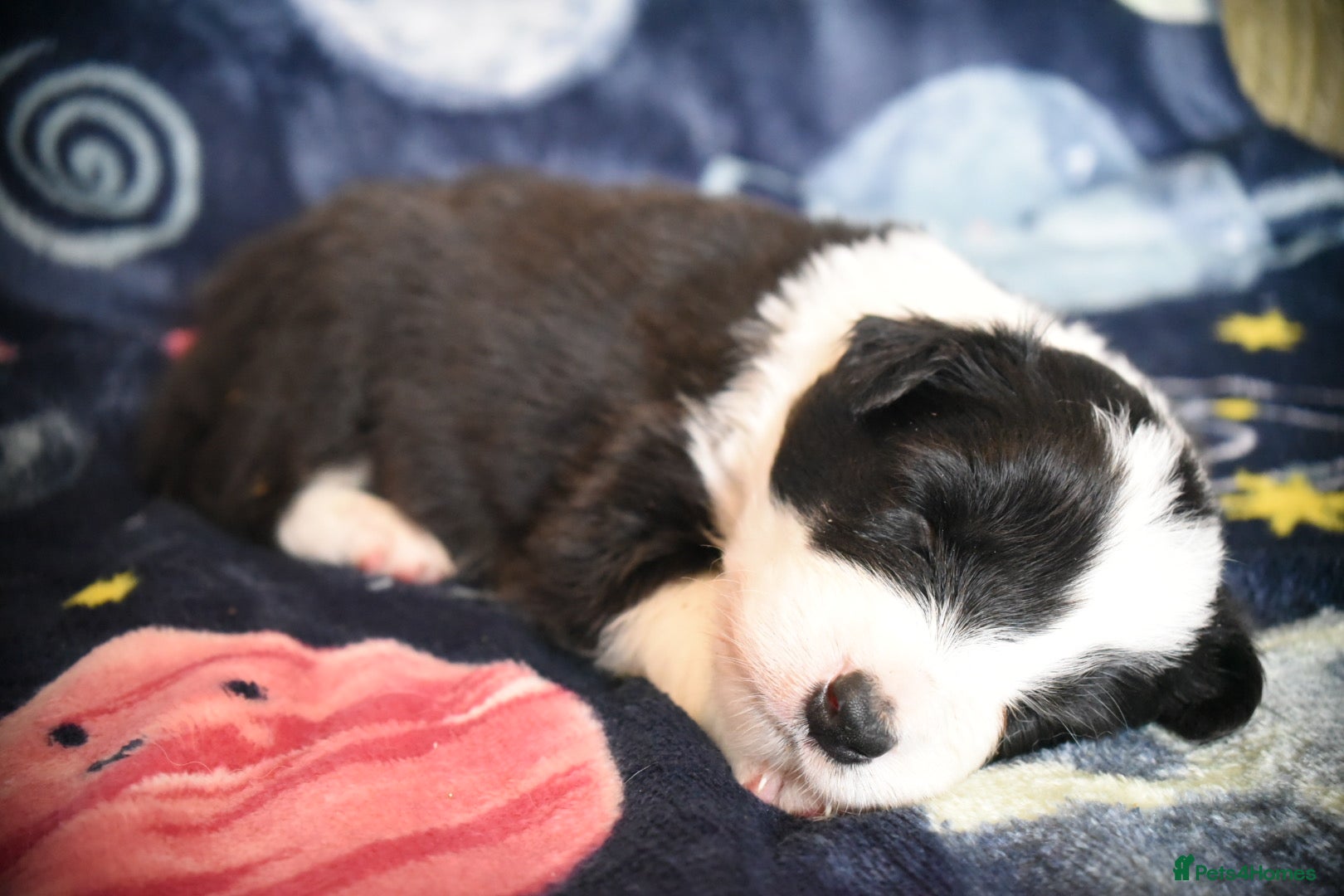 Border Collie dogs for sale: 1 health tested boy left - Advert 15