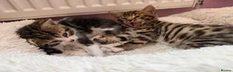 Mixed Breed cats for sale: Mixed bengal  - Advert 5