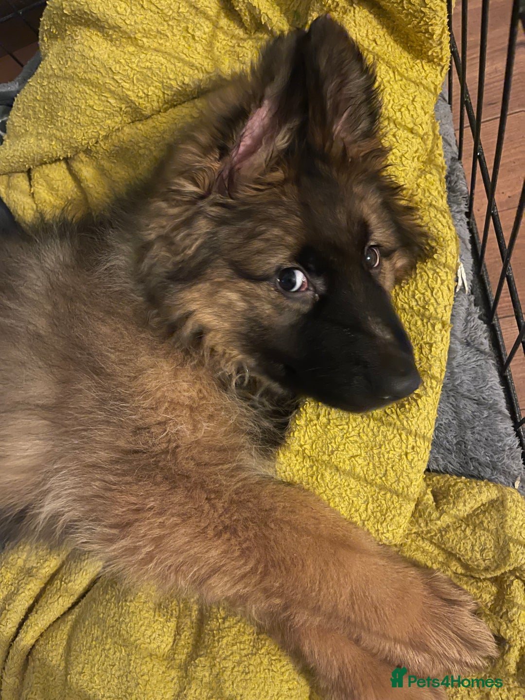 German Shepherd dogs for sale: German Shepherd MALE - Huge  - Advert 21