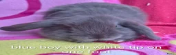 Mini Lop rabbits for sale: Beautiful bunnies - Advert 2