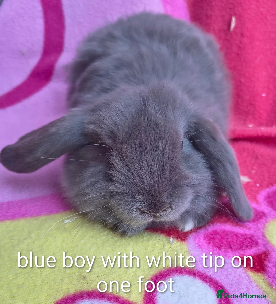 Mini Lop rabbits for sale: Beautiful bunnies - Advert 2